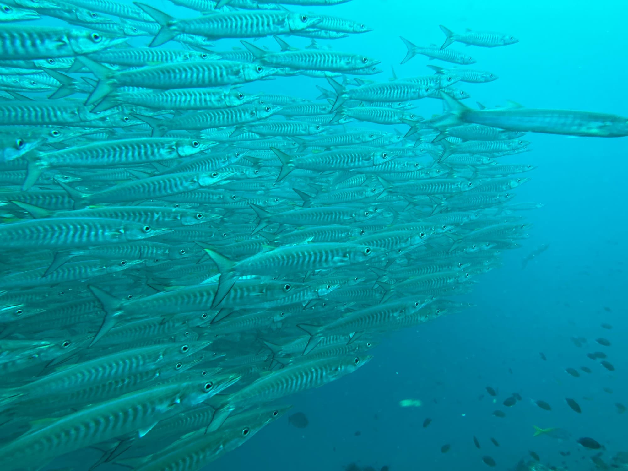 A large school of barracuda in the blue