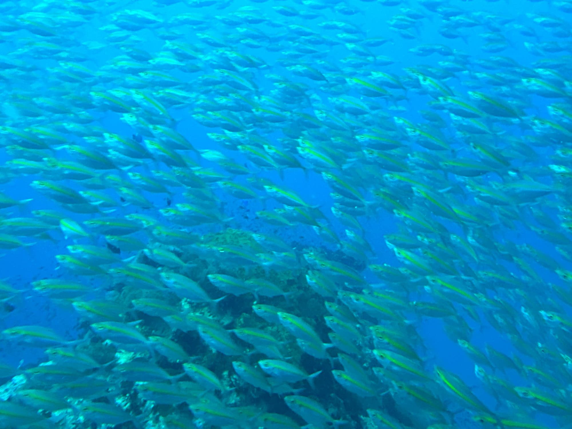 A school of yellow fusiliers over the reef at Sail Rock