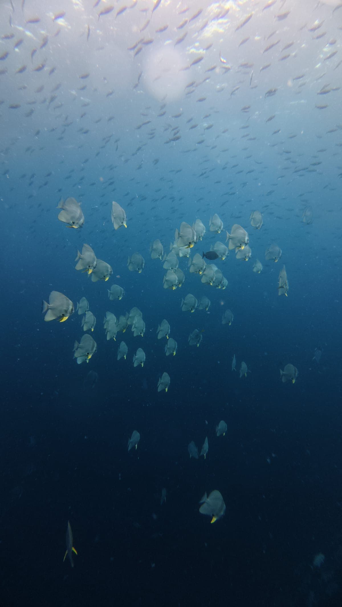A school of batfish hanging in open blue water at Sail Rock