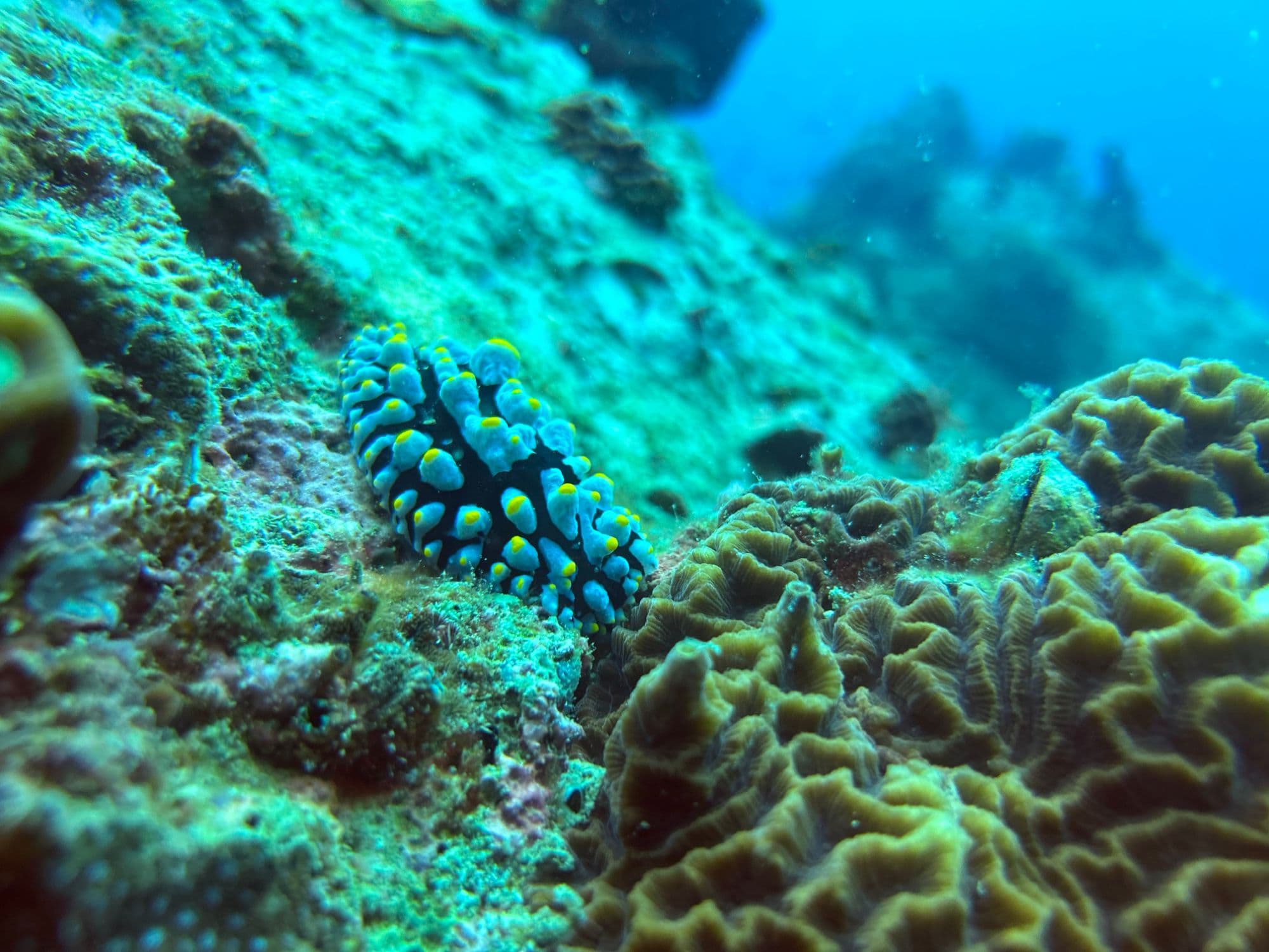 Colourful nudibranch on the reef in the Gulf of Thailand