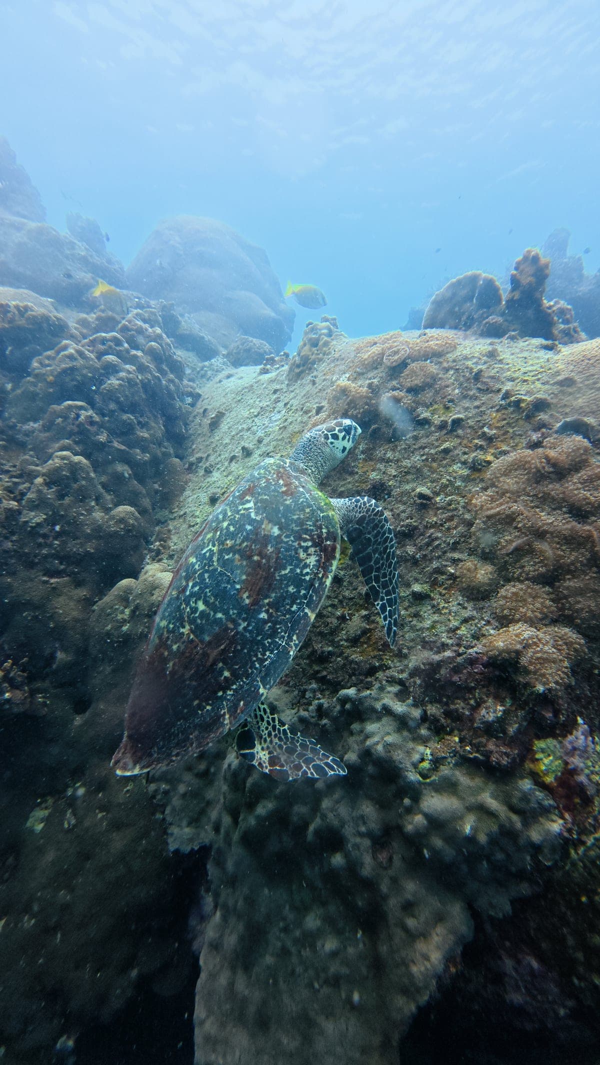 A hawksbill turtle resting against hard coral on the reef at Tanote Bay